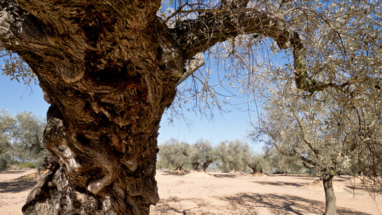 Oliveres a prop de la Jana. Eliseu T. Climent