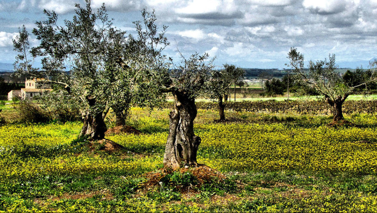 Bellcaire d'Empordà